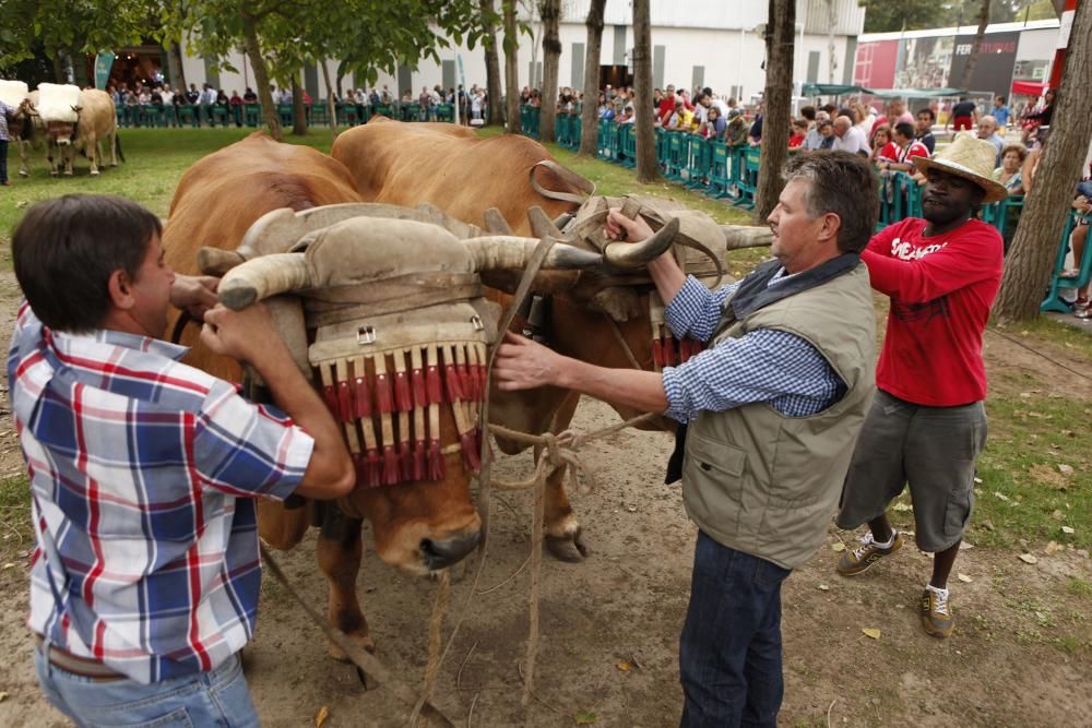 Arrastre de bueyes y cata a ciegas en Agropec