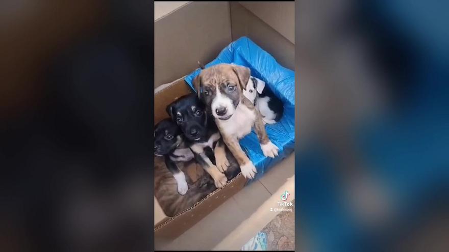 Abandonan ocho cachorros de perro en un solar en Vecindario