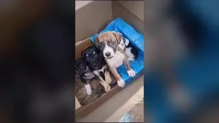 Abandonan ocho cachorros de perro en un solar en Vecindario