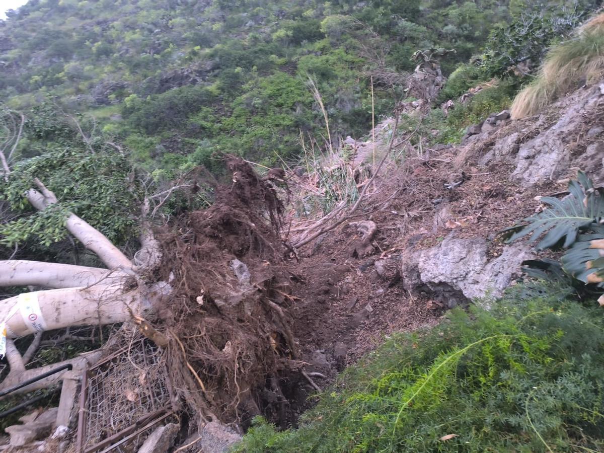 La dana arranca un árbol en Santa Cruz de Tenerife y deja incomunicados a una veintena de vecinos