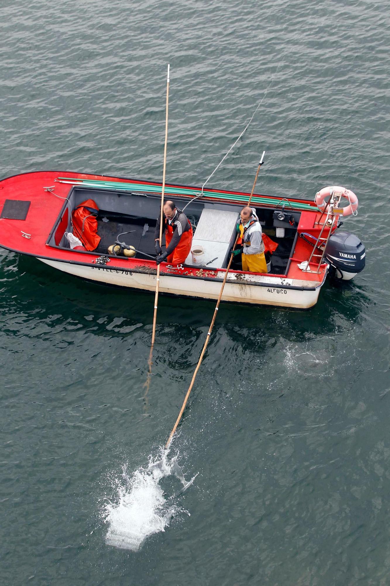 Así comenzó otra preocupante y desconsoladora campaña para el libre marisqueo en Arousa.