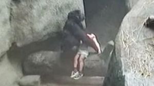 Va passar al zoo de Chicago fa 20 anys. La goril·la Binti Jua va salvar un nen de tres anys que va caure al seu recinte.