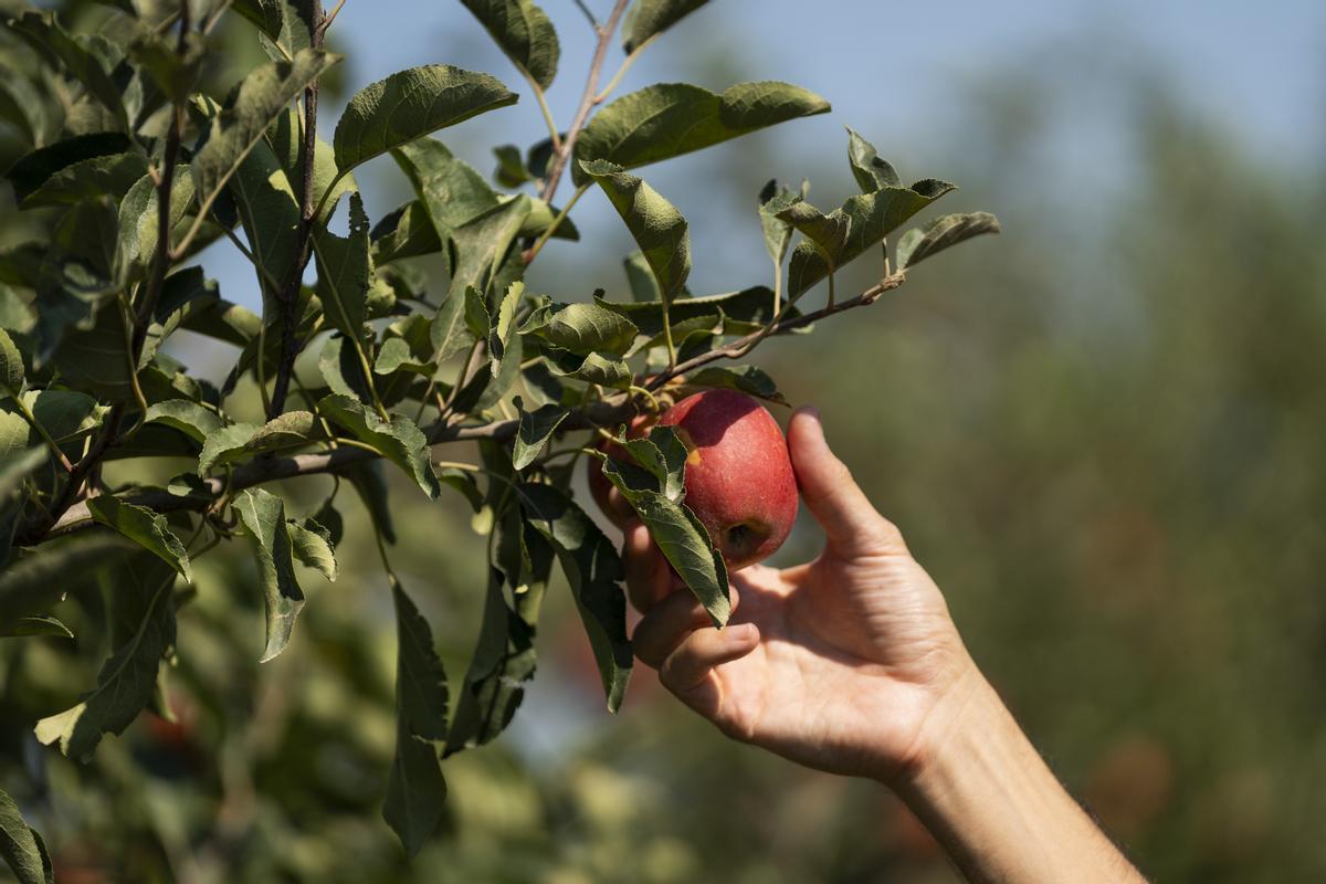 Un agricultor cosecha una manzana del árbol.