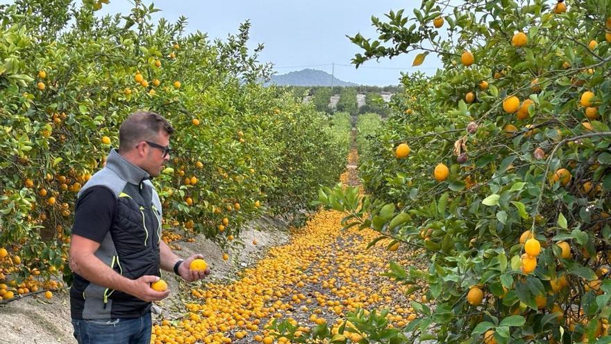 Asaja pide ayudas al Consell para los agricultores que hagan frente a la crisis del limón en Alicante