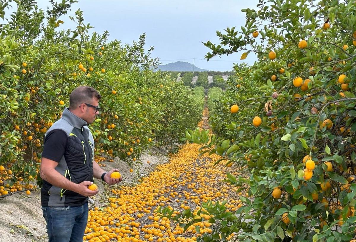 La campaña más ruinosa del limón deja 300.000 toneladas en los árboles, el 30 % de la cosecha