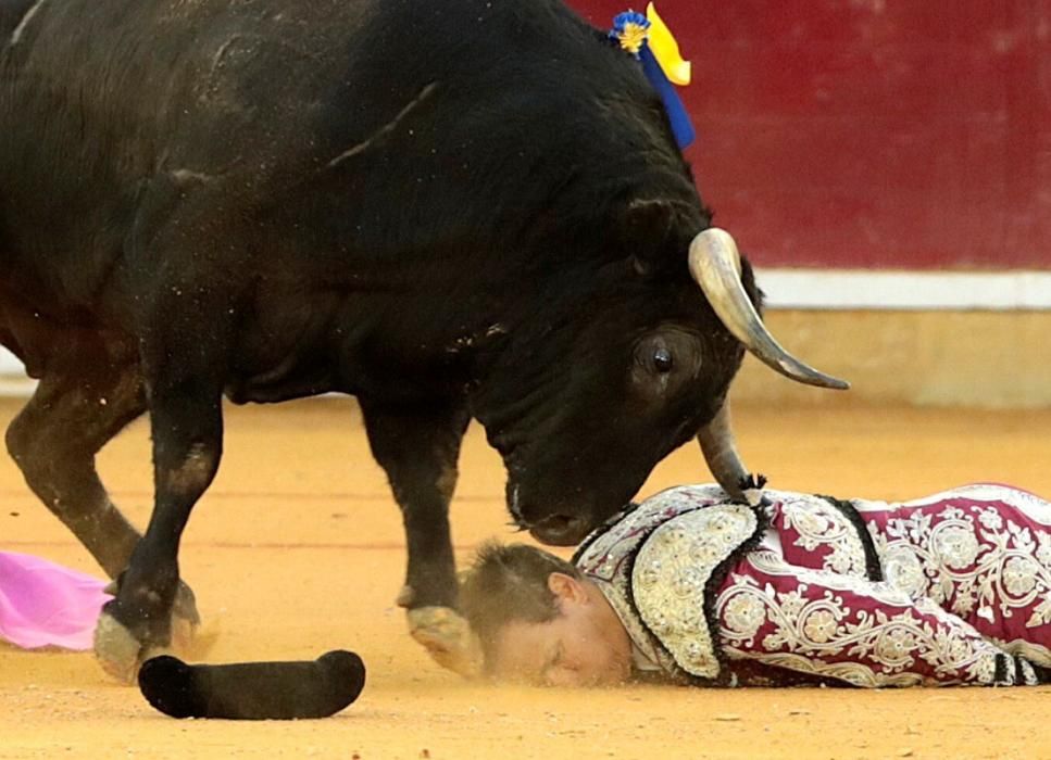 El banderillero Mariano de la Viña sufre una grave cornada en Zaragoza.