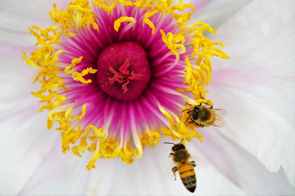 Las abejas protagonizan interacciones sociales avanzadas.