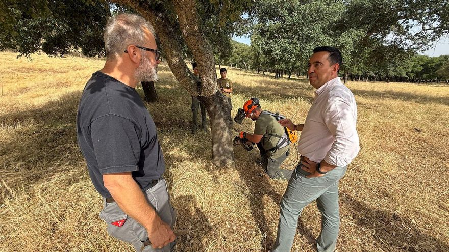 Comienza la campaña de descorche en Cazalla &quot;con técnicas tradicionales y empleos locales&quot;