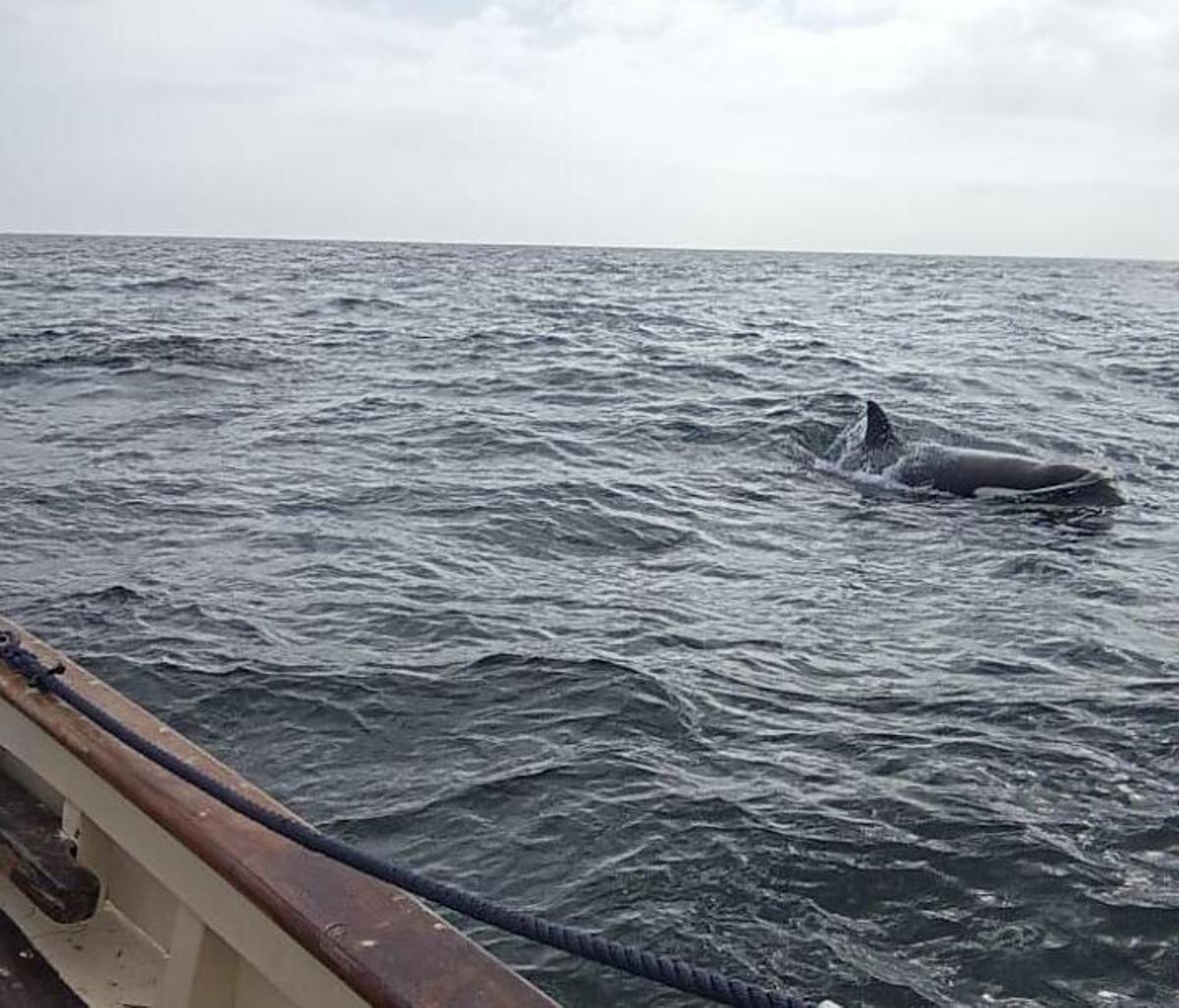 Fotografía de un ejemplar de orca tomada desde el galeón que fue atacado el año pasado en O Grove.