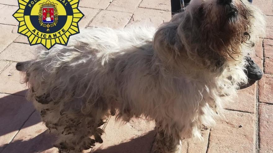 La Policía Local rescata a 36 perros hacinados en una vivienda de cincuenta metros en Alicante