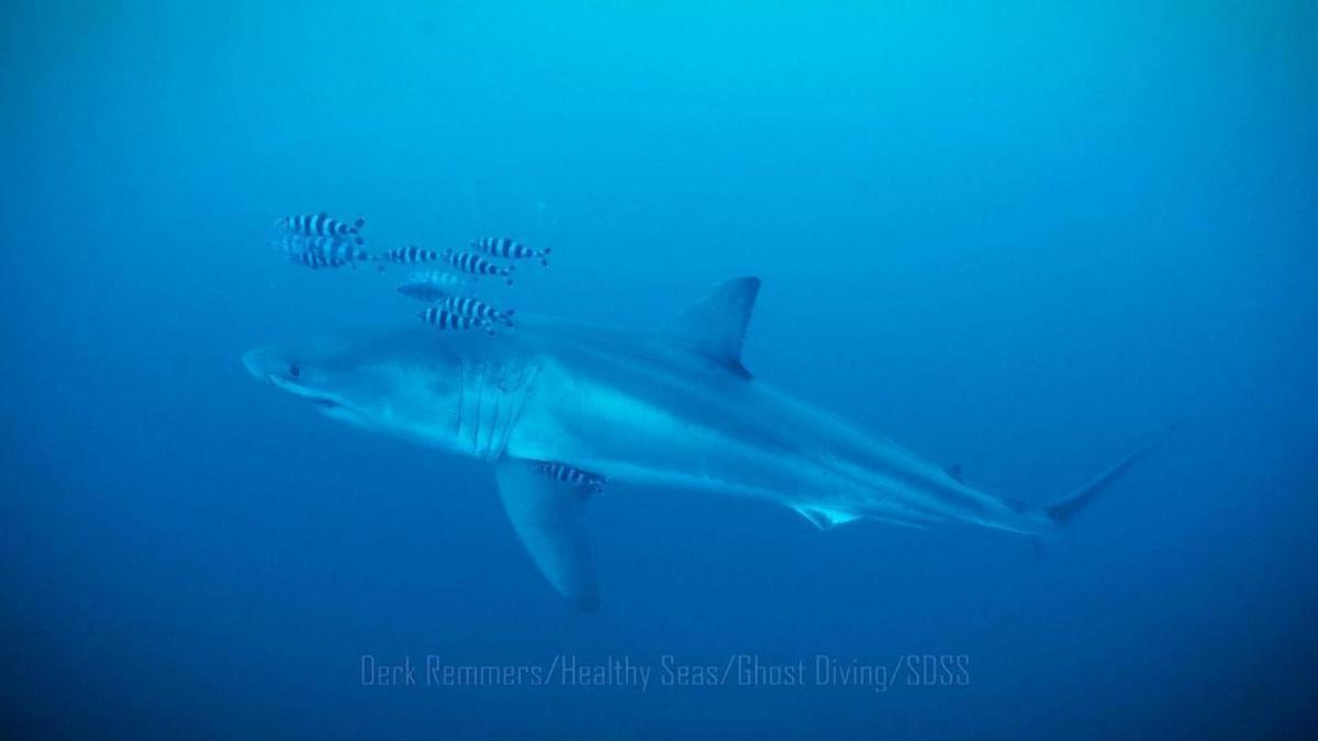 Un equipo de buzos ha logrado captar lo que se considera la primera filmación submarina de un tiburón blanco adulto en el mar Mediterráneo