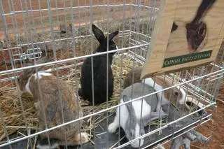 A la espera del reconocimiento del conejo ibicenco como raza oficial