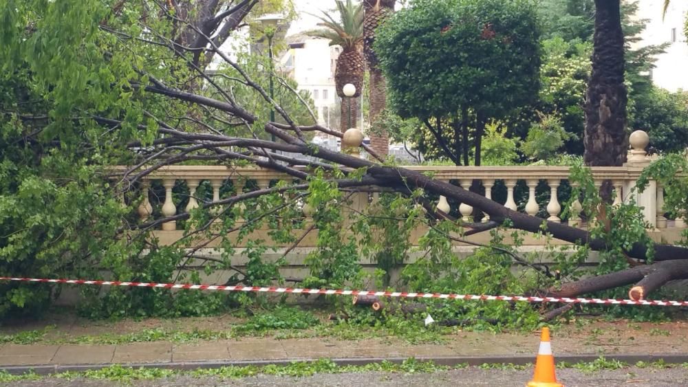 Caída de un árbol en el antiguo cuartel de Lorca