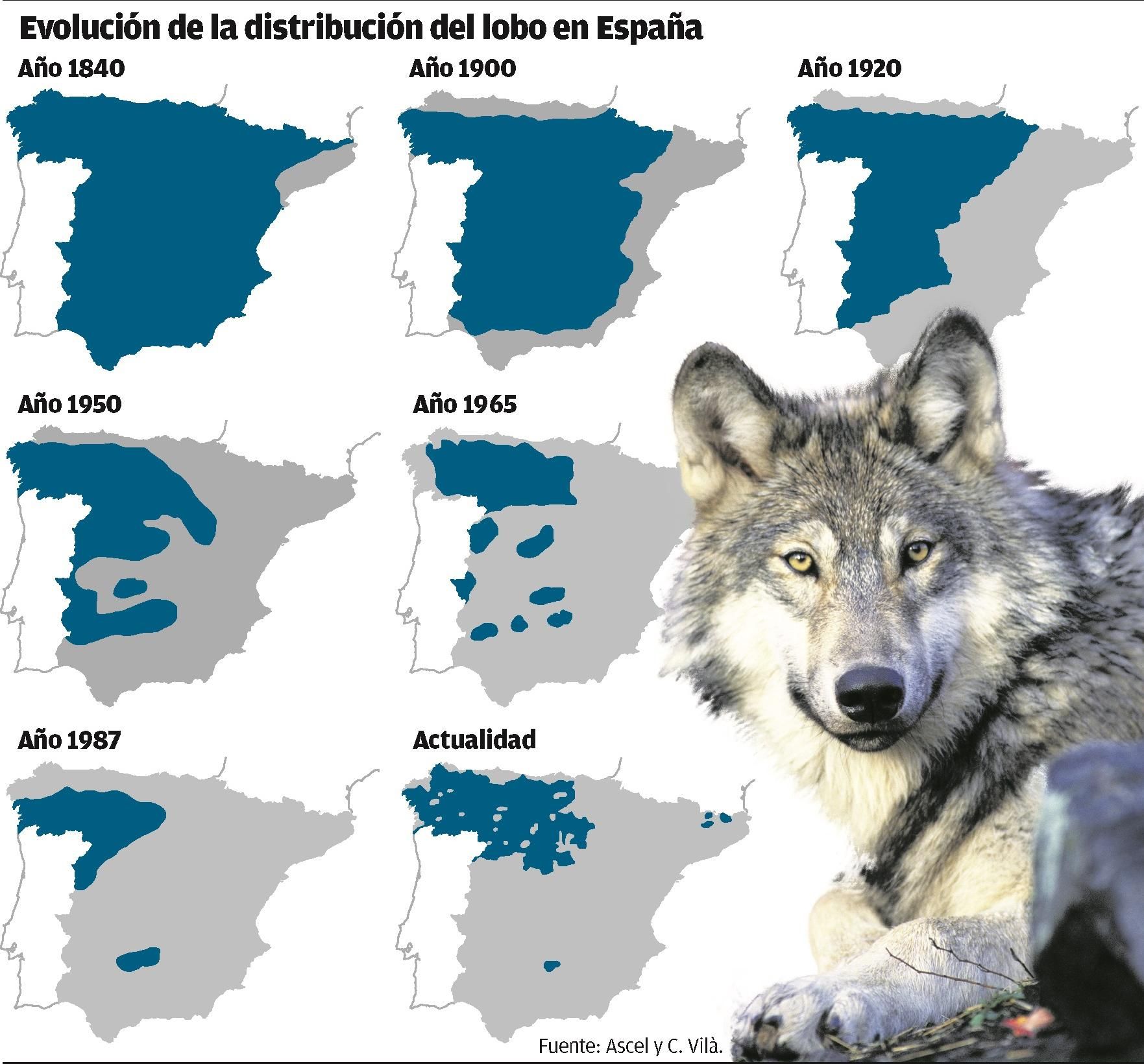 Evolución de la distribución del lobo en España.