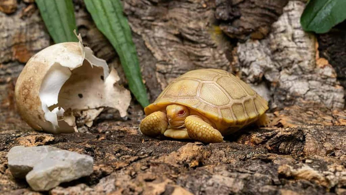 Bebé de tortuga gigante de Galápagos albina en el Tropiquarium de Servion (Suiza)