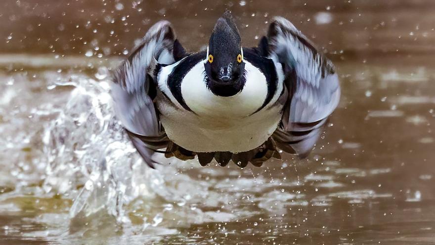 Las mejores fotografías de naturaleza de este año