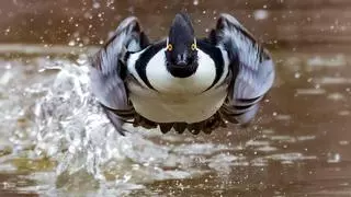 Estas son las mejores fotografías de naturaleza de este año