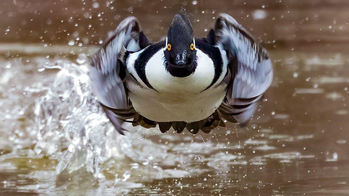 'Voy a por ti', de Charles Schmidt, una de las ganadoras del World Nature Photography Awards 2022.