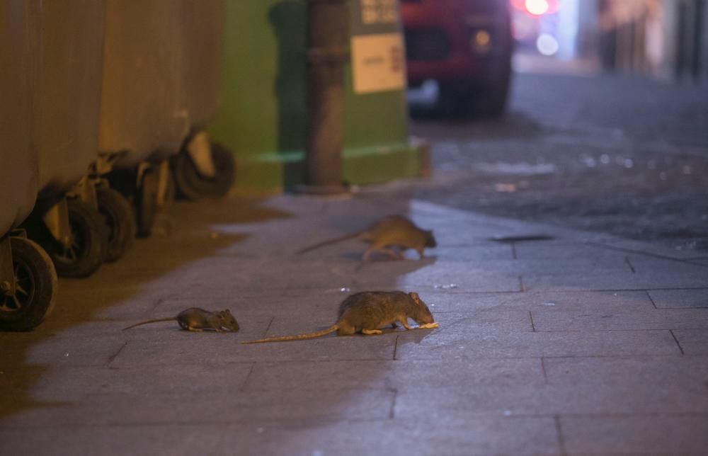 Las ratas recorren el Casco Antiguo a plena luz de