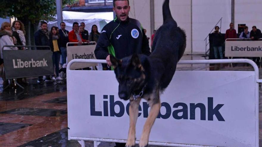 Un perro salta una valla durante la exhibición canina en la Pola.