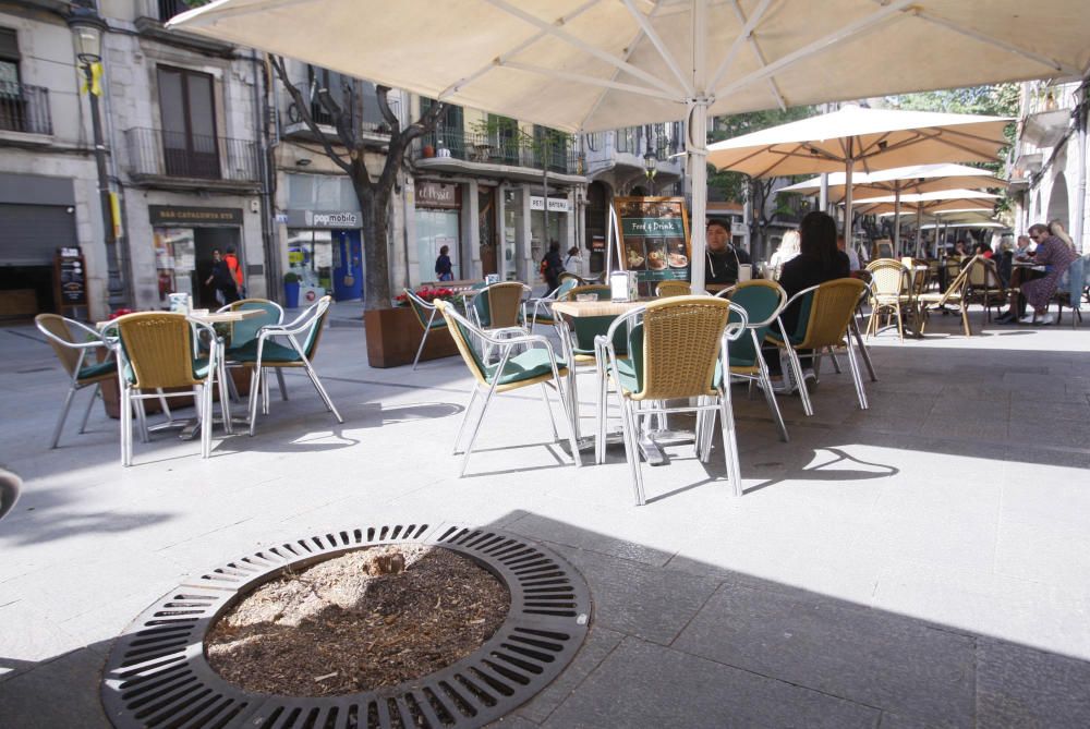 Arbres talats a la Rambla Llibertat de Girona