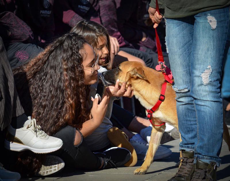 Fundación Bioparc y AUPA celebran el 15º Desfiles de perros abandonados