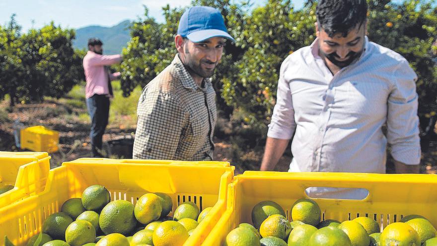 Los permisos laborales a extranjeros se triplican en Castellón por la falta de mano de obra autóctona