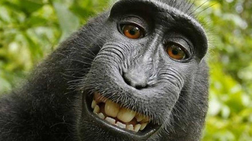 Sentencia salomónica para el famoso selfi del macaco Naruto