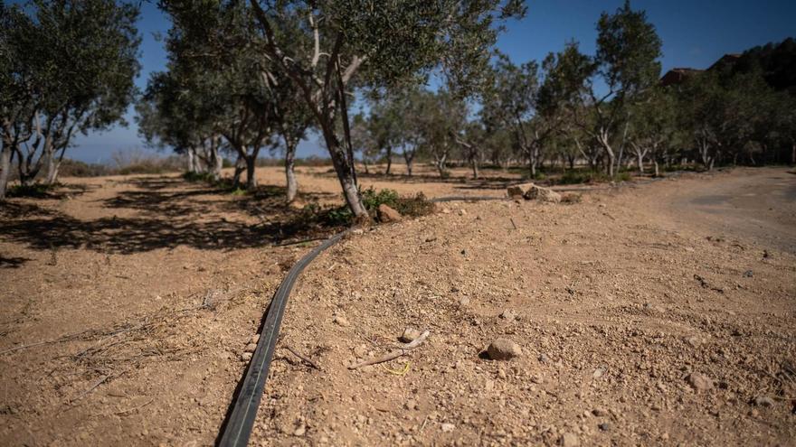 &quot;Cuatro gotas&quot; que no alivian la sed del campo en Tenerife