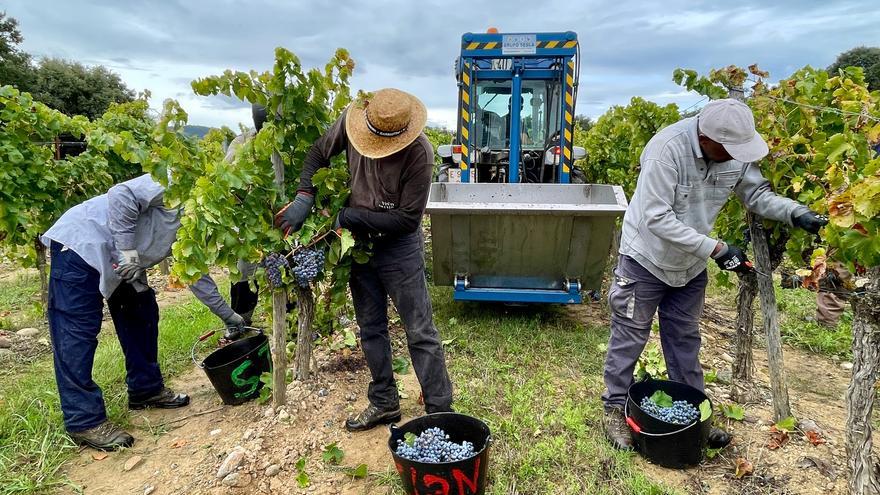 El Somontano termina la vendimia con 15 millones de kilos de uva