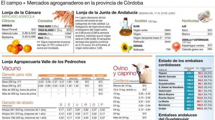 Prosigue la caída de aceituna por el calor