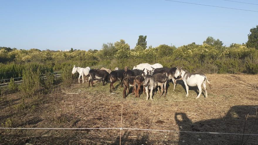 Recuperar el burro para evitar incendios en el Desert de les Palmes