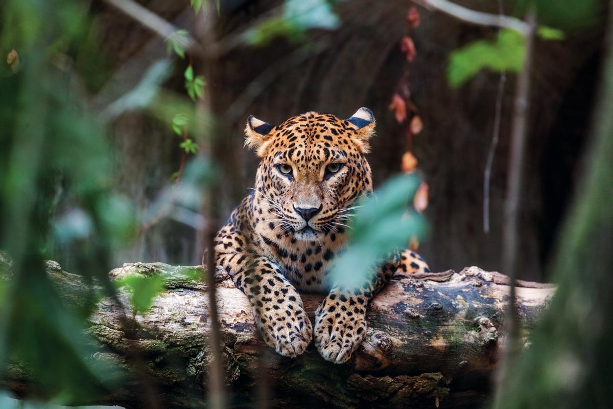 Leopardo de Ceilán, Sri Lanka