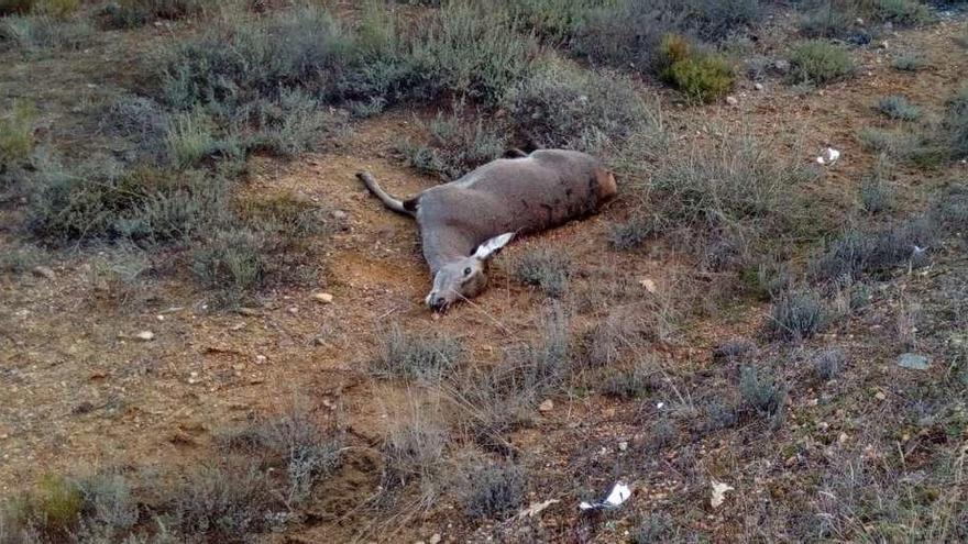 Nuevo accidente provocado por un ciervo entre Villardeciervos y Villanueva de Valrojo
