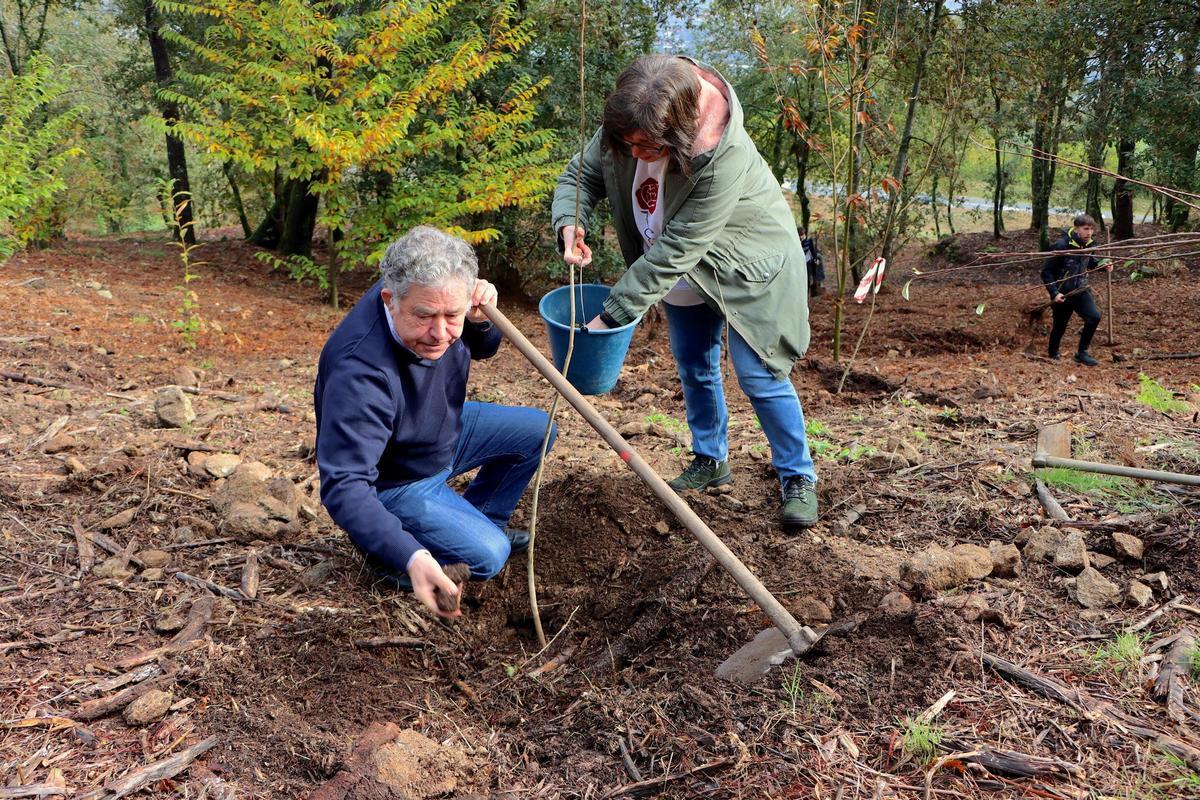 Lores plantando un castaño.