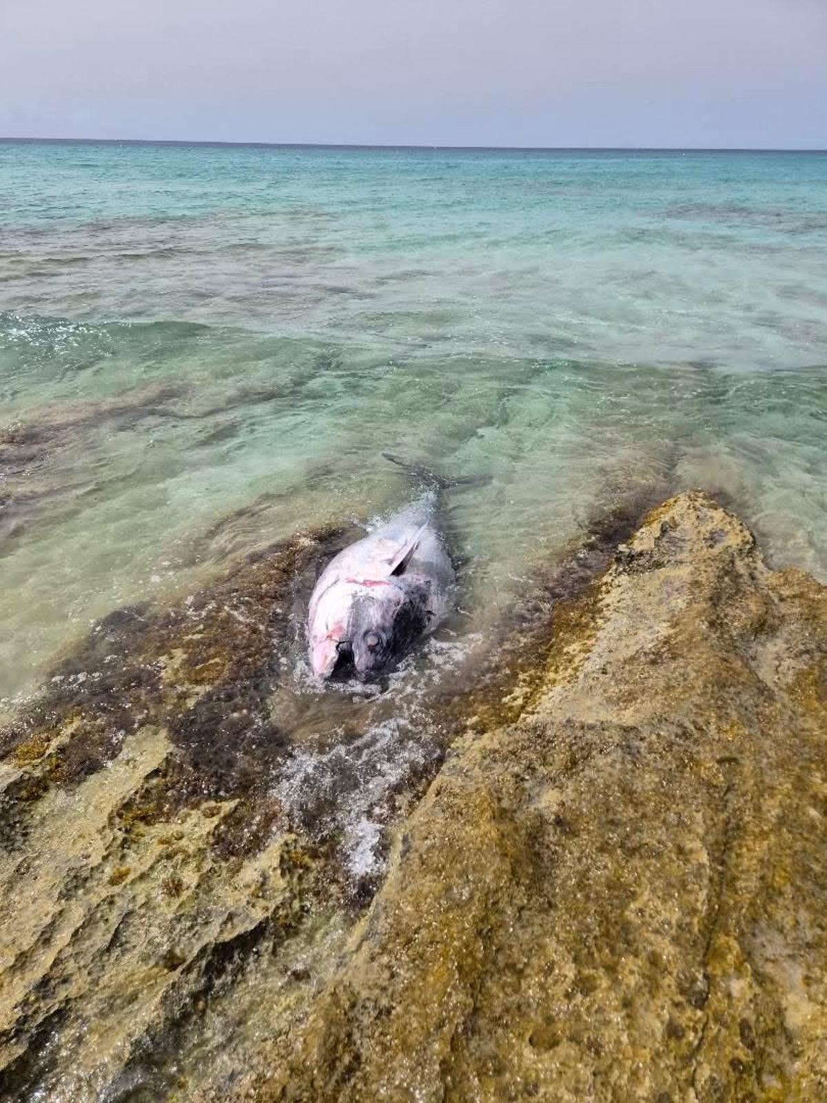 El atún muerto en la playa de Formentera.