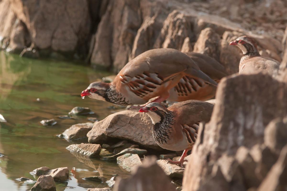 Dos ejemplares de perdiz roja se refrescan en un cauce fluvial.