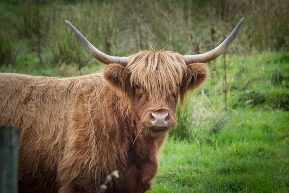 Angus, la carne más sabrosa