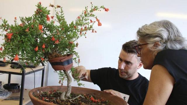 Taller de bonsais en A Estrada |