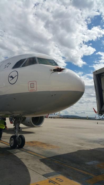 Un buitre negro se estrella contra un avión en Palma