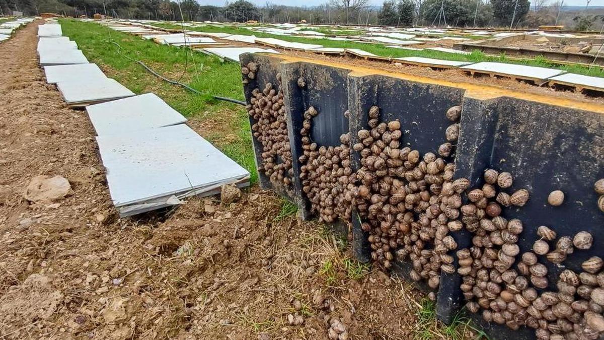 VÍDEO | El municipio con más caracoles de España, está en Zamora