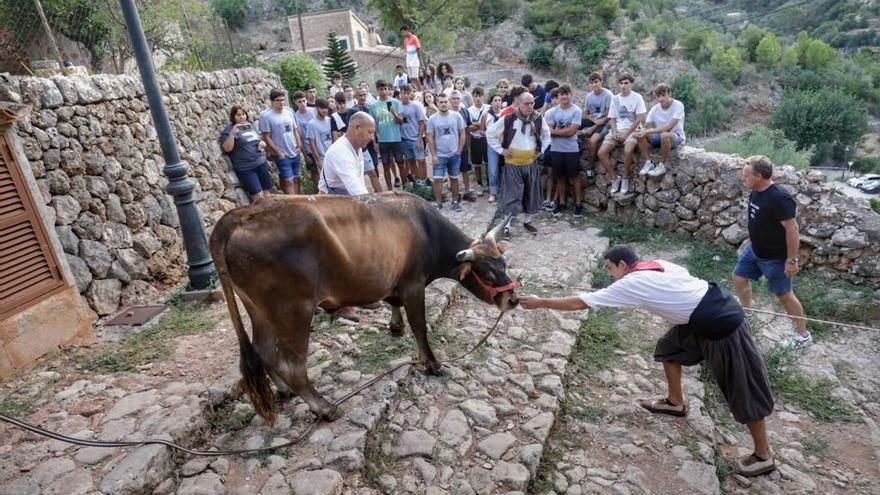 Der umstrittene Stierlauf Correbou in Fornalutx auf Mallorca hat erstmals seit Corona wieder stattgefunden