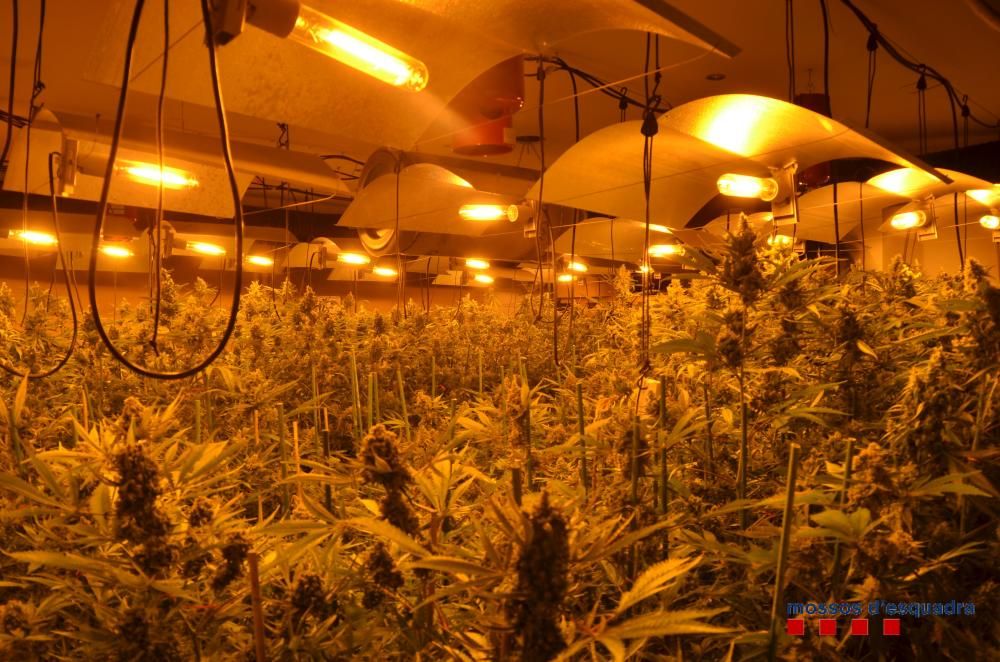 Els Mossos localitzen 617 plantes de marihuana en una casa de Caldes de Malavella