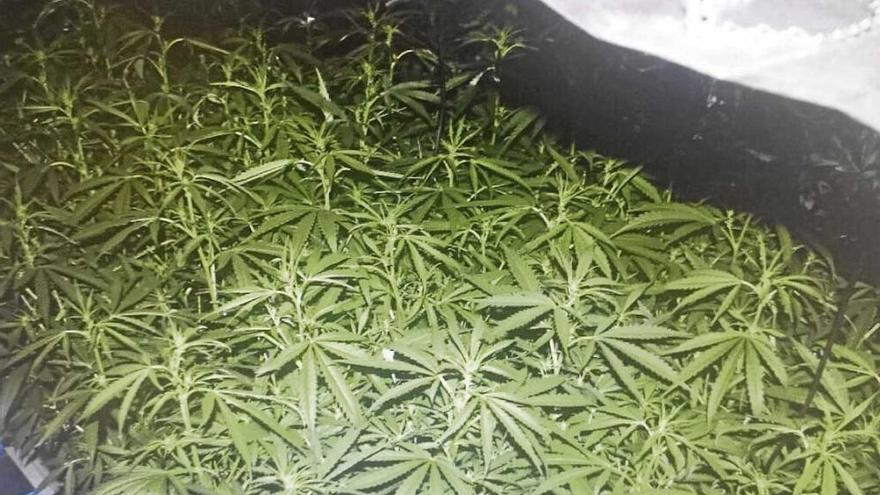 La Policía interviene una gran plantación de marihuana en un chalé de Marratxí