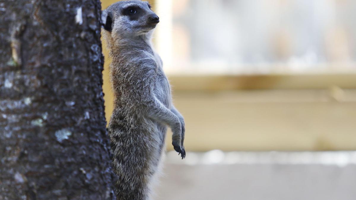 Un suricata en las instalaciones del zoo de Vigo, en una imagen de archivo.