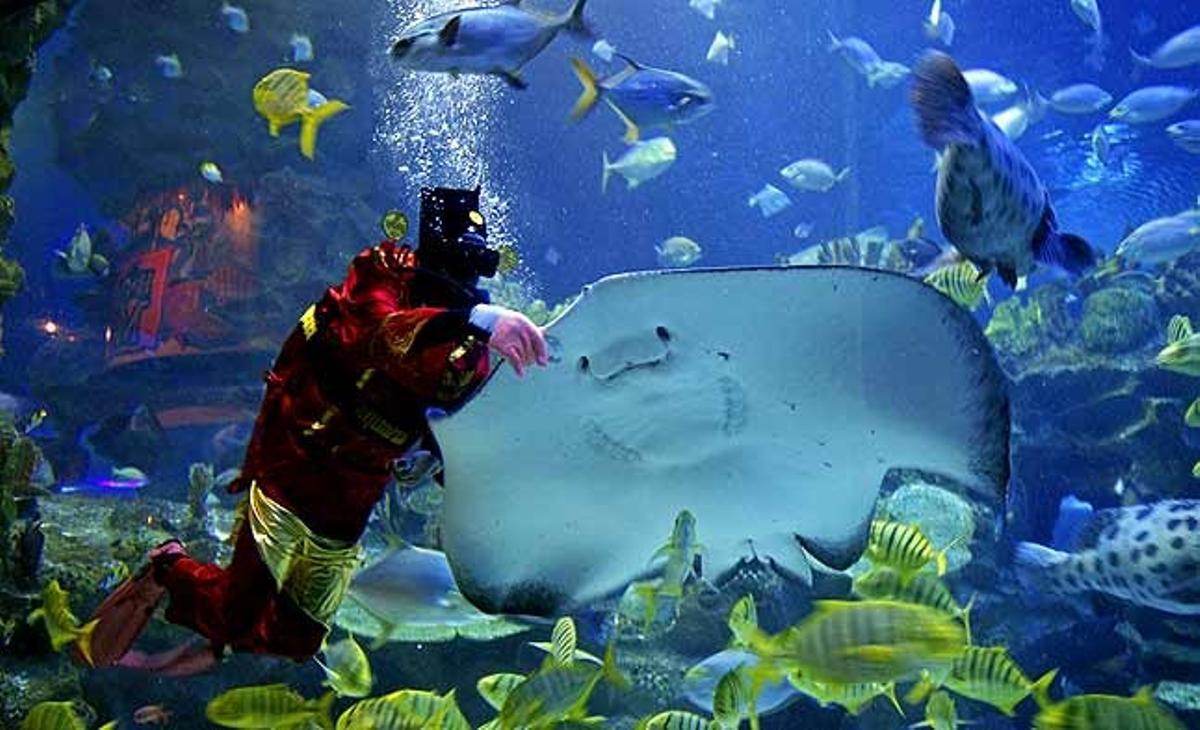 Un bus vestit de Déu xinès de la Prosperitat alimenta animals marins com a part d’una atracció amb motiu de la pròxima celebració de l’any xinès, en el parc aquàtic Aquaria KLCC a Kuala Lumpur (Malàisia).
