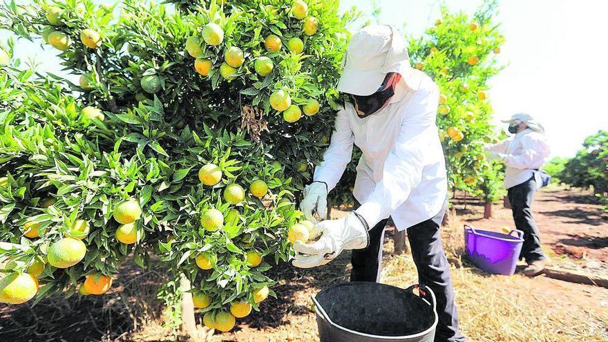 El campo genera más empleo y atrae a parados de la hostelería en la provincia