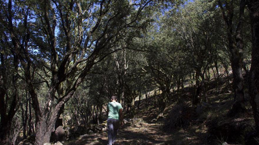 El bosque de sobreiras o alcornoques se encuentra entre el Monte Pousiño y el Monte Faro.  // Adrián Irago