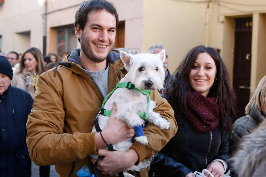 Los perros gobiernan por san Antón en Zamora