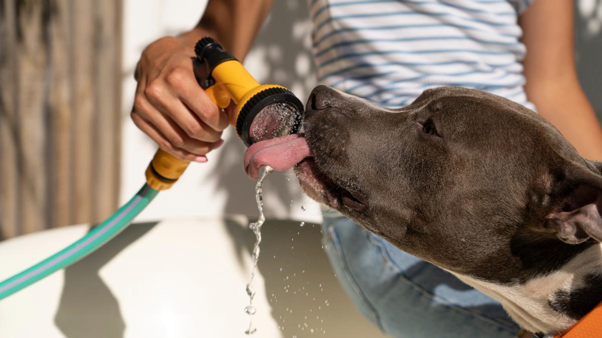 Un perro bebiendo